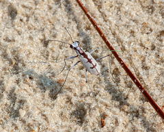 Ellipsoptera gratiosa