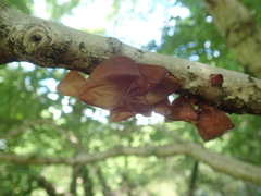 Auricularia