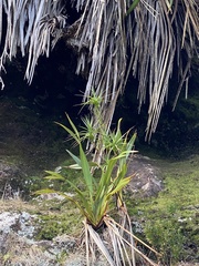 Dracophyllum arboreum