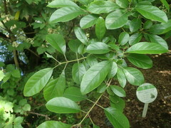 Rhamnus davurica nipponica