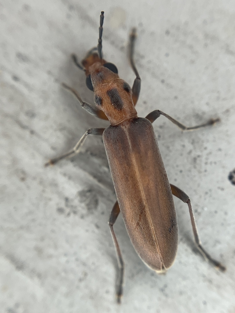 Oxacis trimaculata
