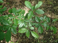 Rhamnus davurica nipponica