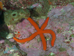 Ophidiaster confertus