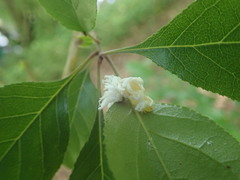 Rhamnus davurica nipponica