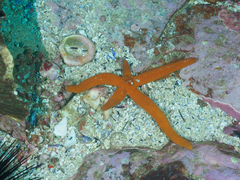 Ophidiaster confertus