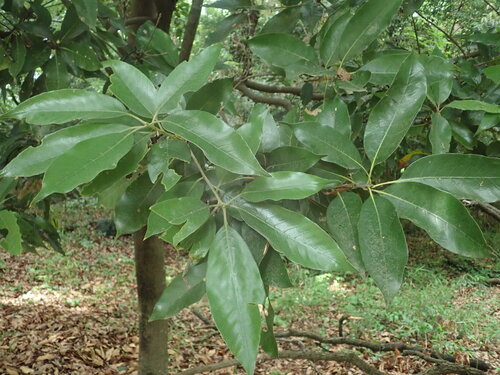 Image of Quercus acuta by (c) Yoshihiro Tokue, some rights reserved (CC BY)