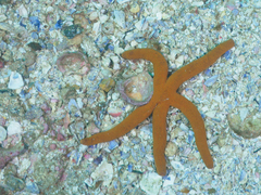 Ophidiaster confertus