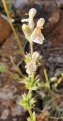 Stachys distans