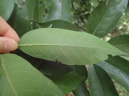Image of Quercus acuta by (c) Yoshihiro Tokue, some rights reserved (CC BY)
