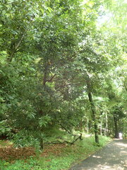 Quercus acuta