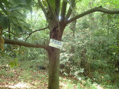 Quercus acuta
