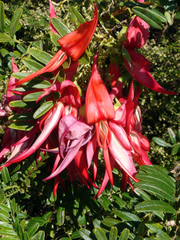 Clianthus puniceus