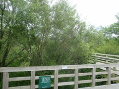 Salix miyabeana gymnolepis