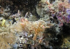 Plocamopherus ceylonicus