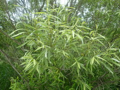 Salix miyabeana gymnolepis