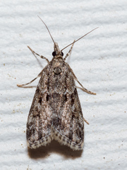 Scoparia basalis