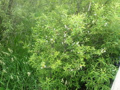 Salix miyabeana gymnolepis