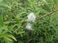 Salix miyabeana gymnolepis