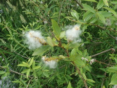 Salix miyabeana gymnolepis