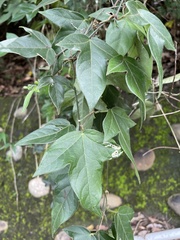 Passiflora suberosa