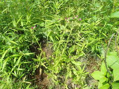 Carduus crispus