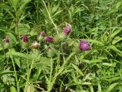 Carduus crispus