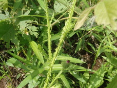 Carduus crispus