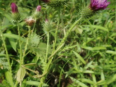 Carduus crispus