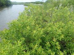 Salix babylonica