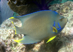 Holacanthus bermudensis