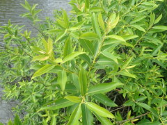 Salix babylonica