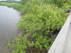 Salix babylonica