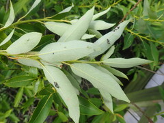 Salix babylonica
