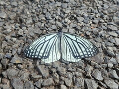 Hestina assimilis assimilis
