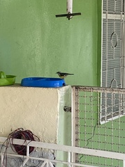 Coereba flaveola