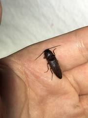 Diplostethus opacicollis