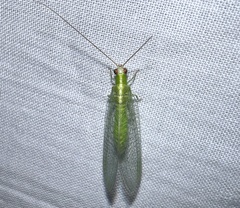 Chrysopodes
