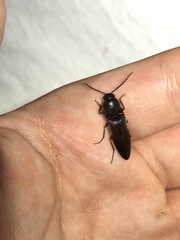 Diplostethus opacicollis