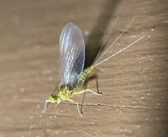 Ephemerella invaria