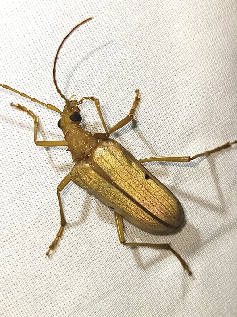 Yellow Douglas-fir Borer