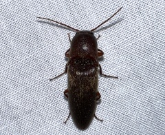Diplostethus carolinensis