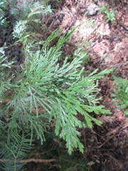 Calocedrus