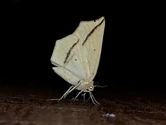 Tetracis crocallata