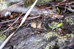 Mycena subgalericulata