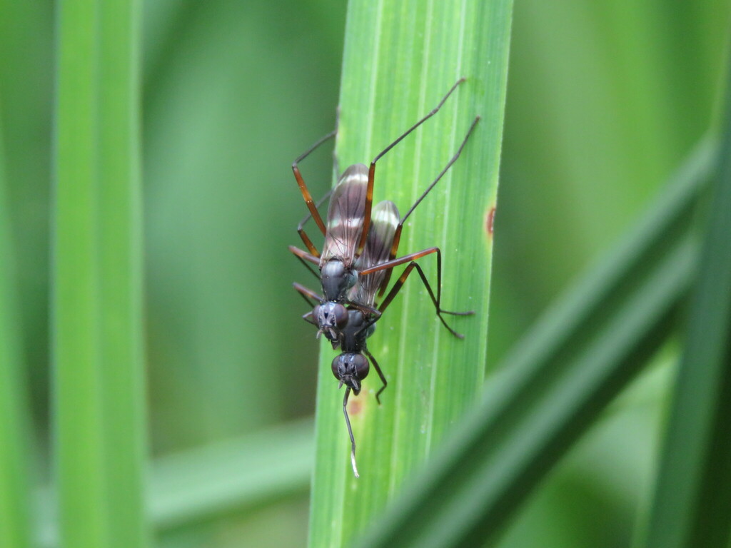 Taeniaptera trivittata
