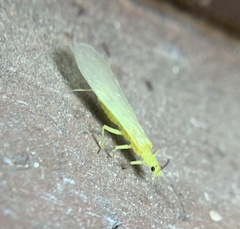Alloperlini