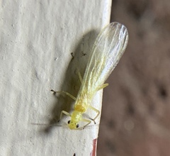 Alloperlini