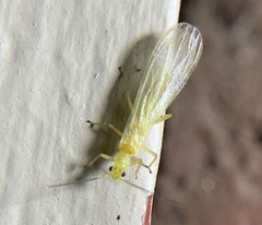 Alloperlini