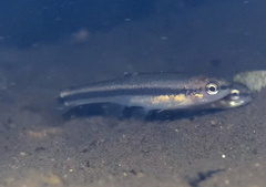 Rhinichthys obtusus