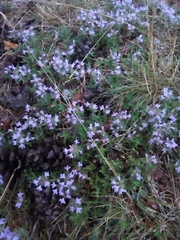 Thymus serpyllum
